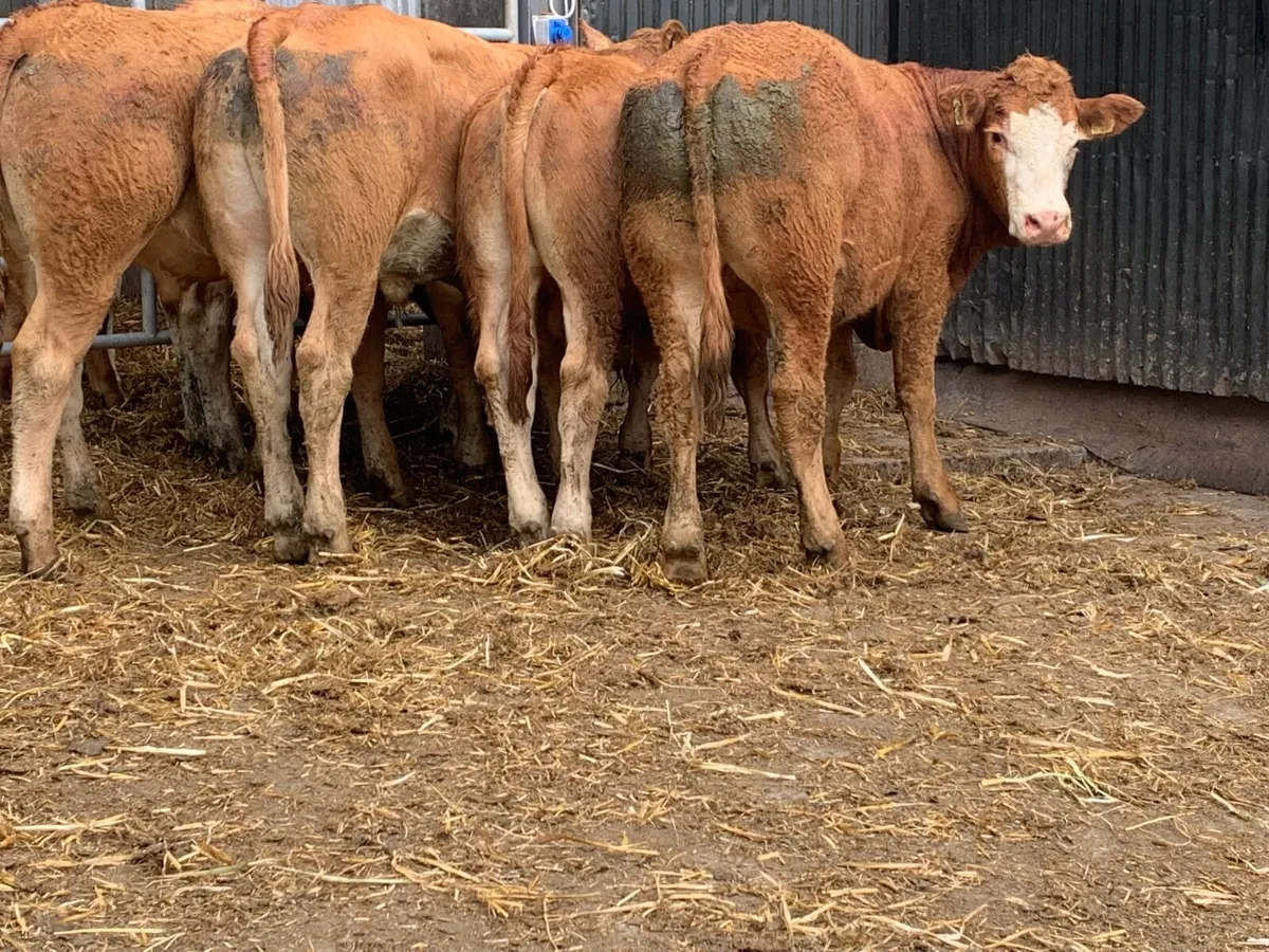 Super u grade bullocks - Image 1