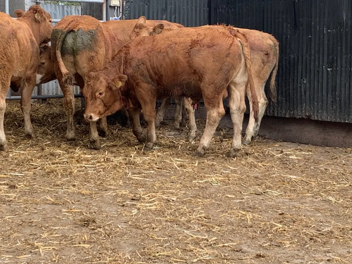 Super u grade bullocks - Image 3