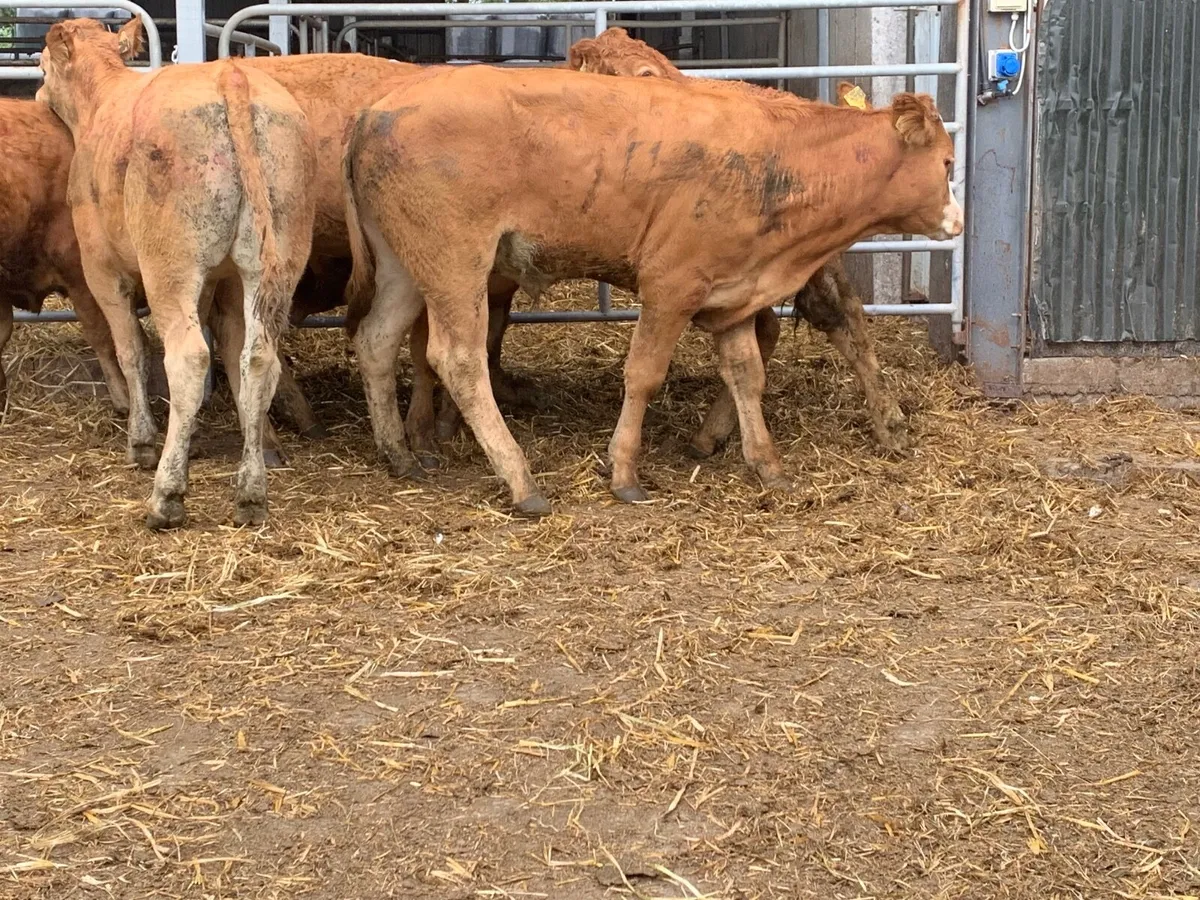 Super u grade bullocks - Image 4