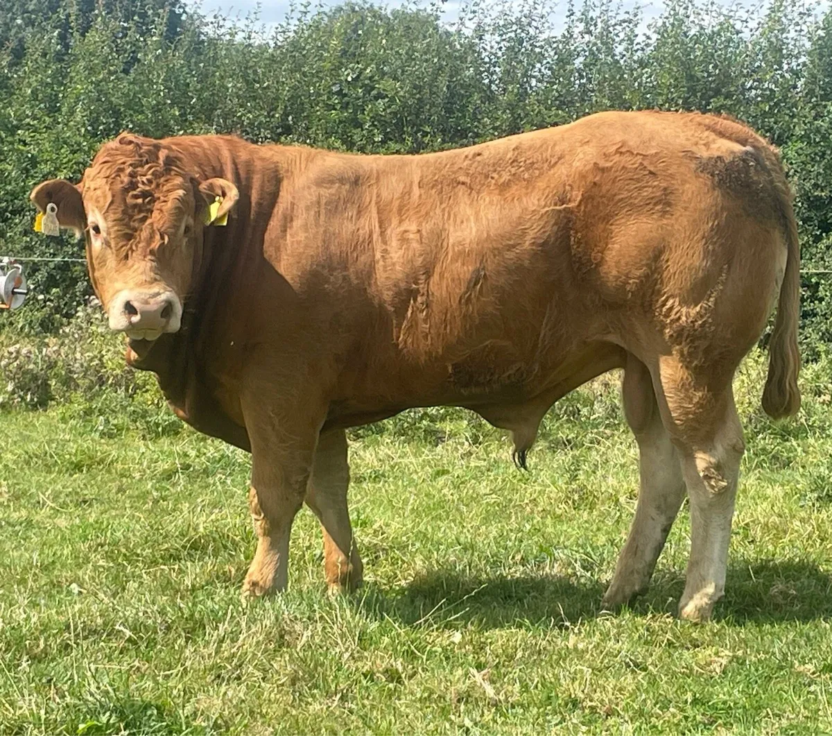PBR Limousin Bull @ Carnaross Mart - Image 2