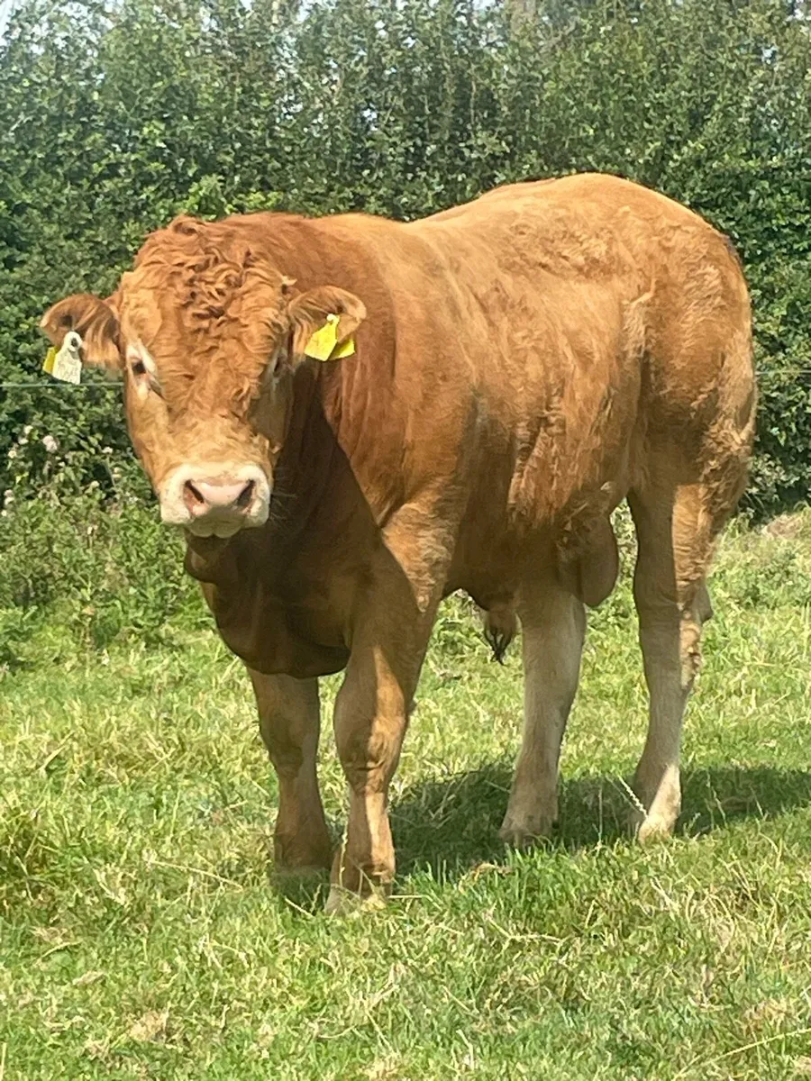 PBR Limousin Bull @ Carnaross Mart - Image 4