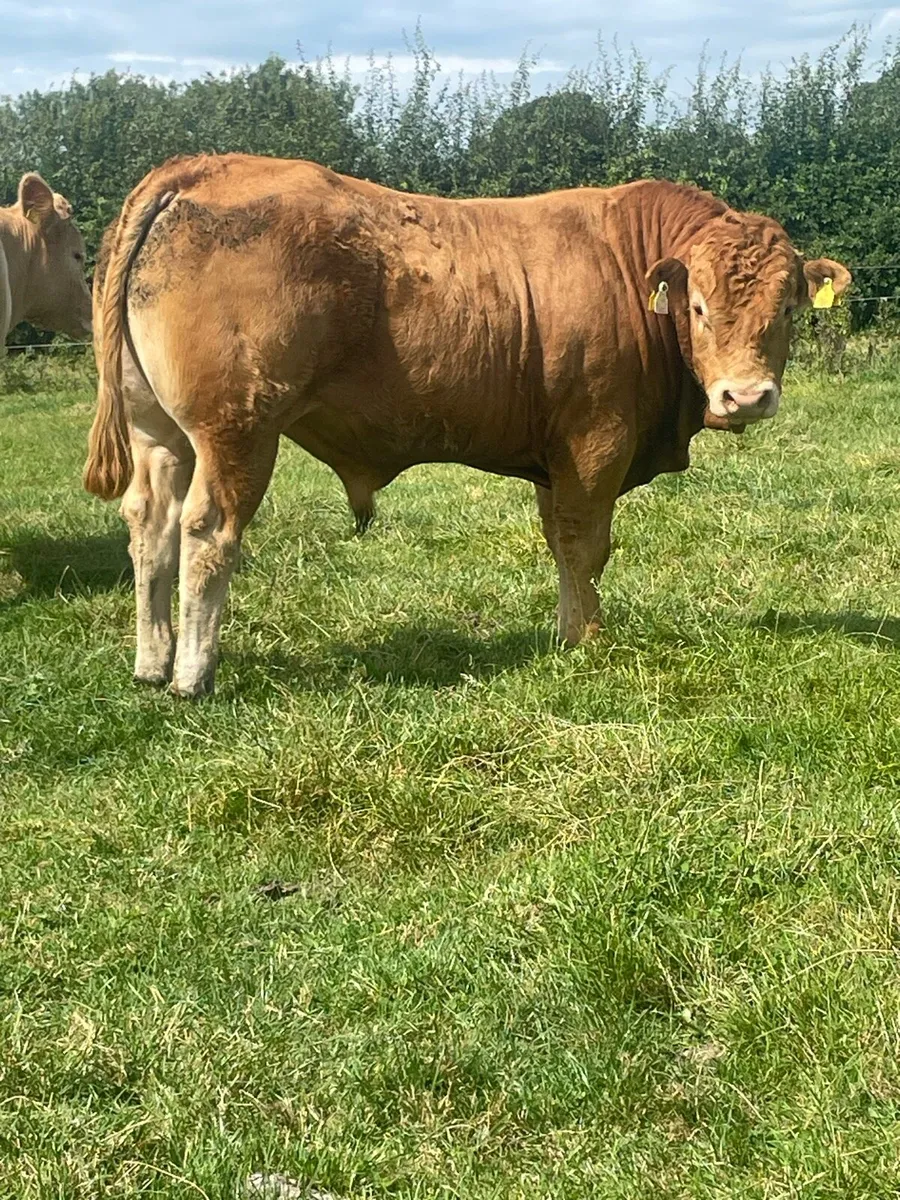 PBR Limousin Bull @ Carnaross Mart - Image 3