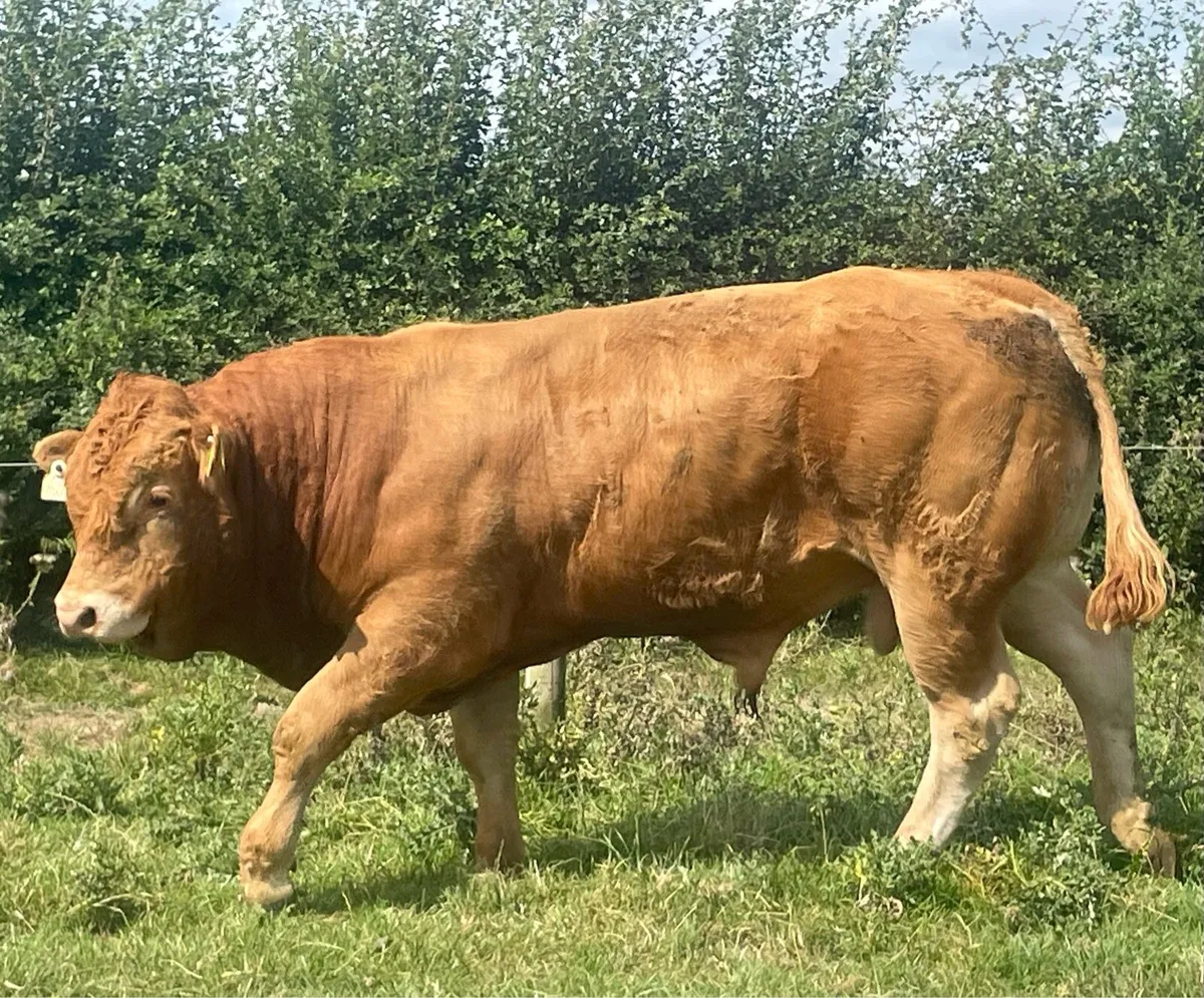 PBR Limousin Bull @ Carnaross Mart - Image 1