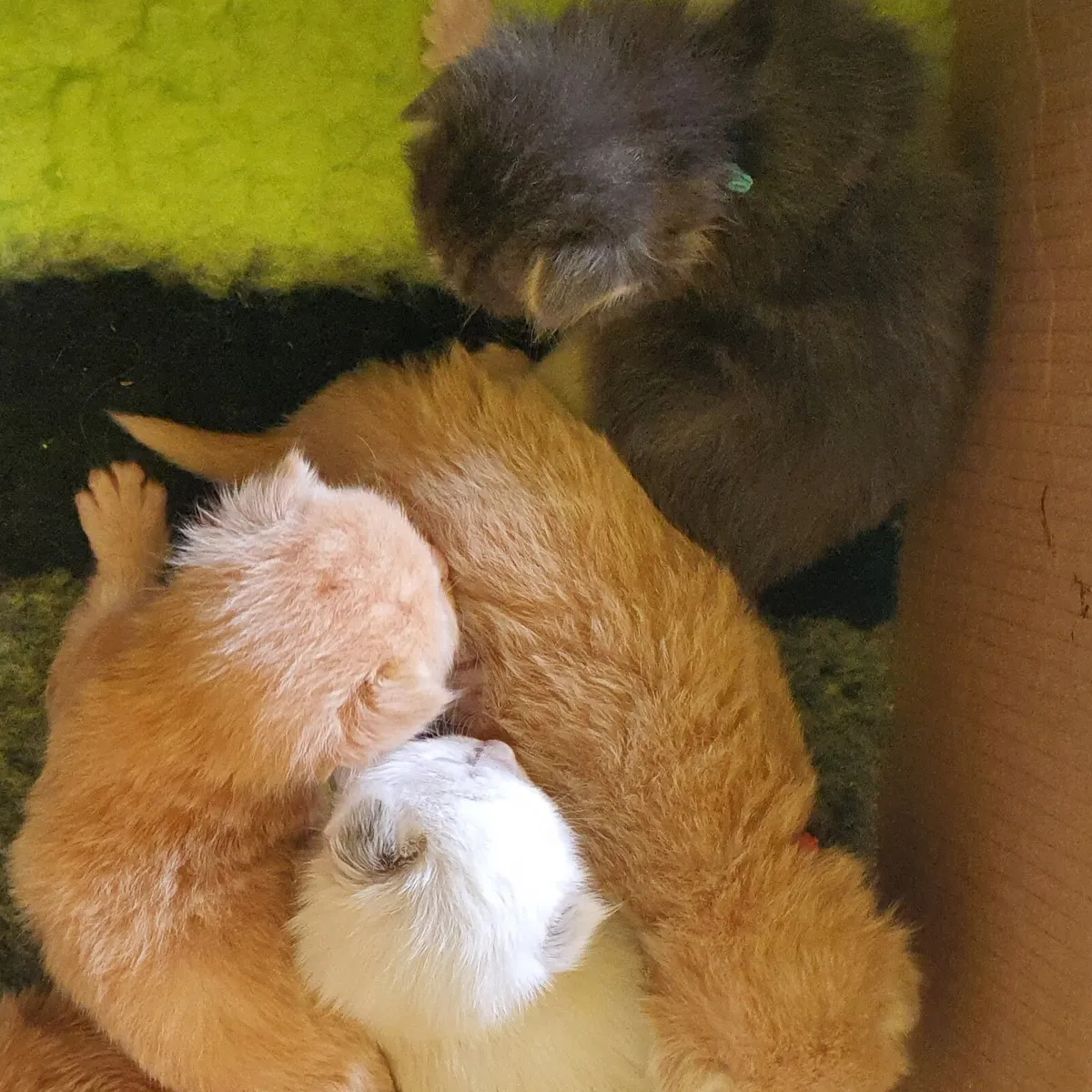 Ragdoll Kittens - Maine Coon - Ragcoon Kittens - Image 1