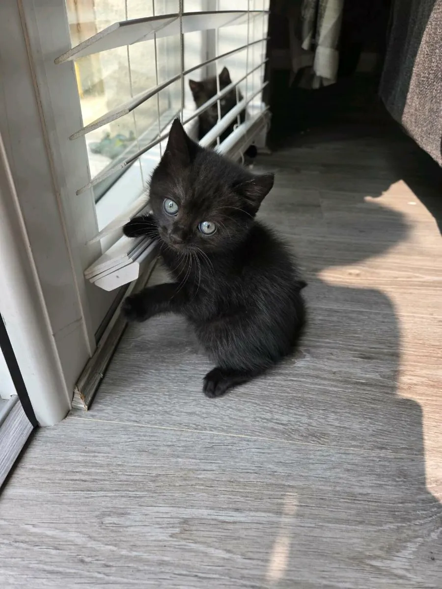 British short hair mix kittens - Image 1