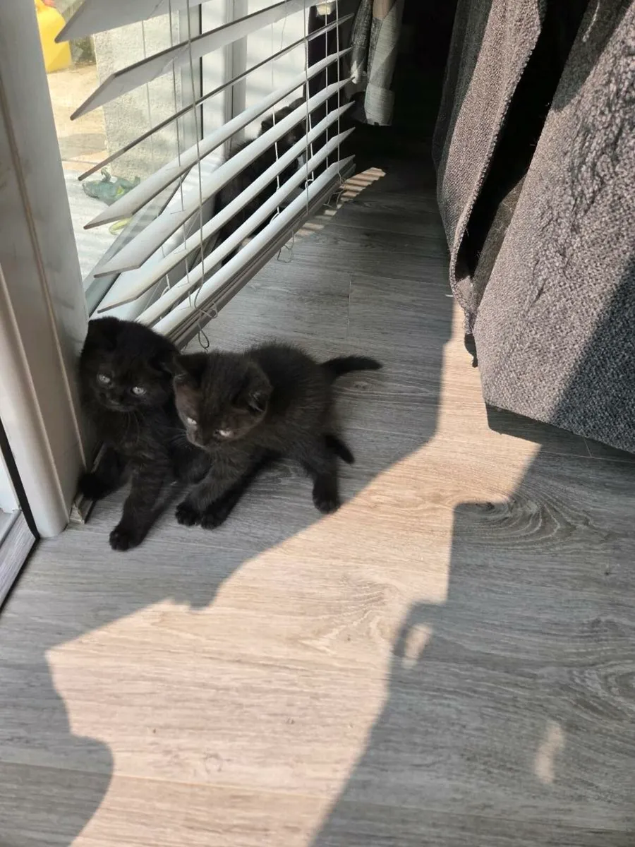 British short hair mix kittens - Image 2