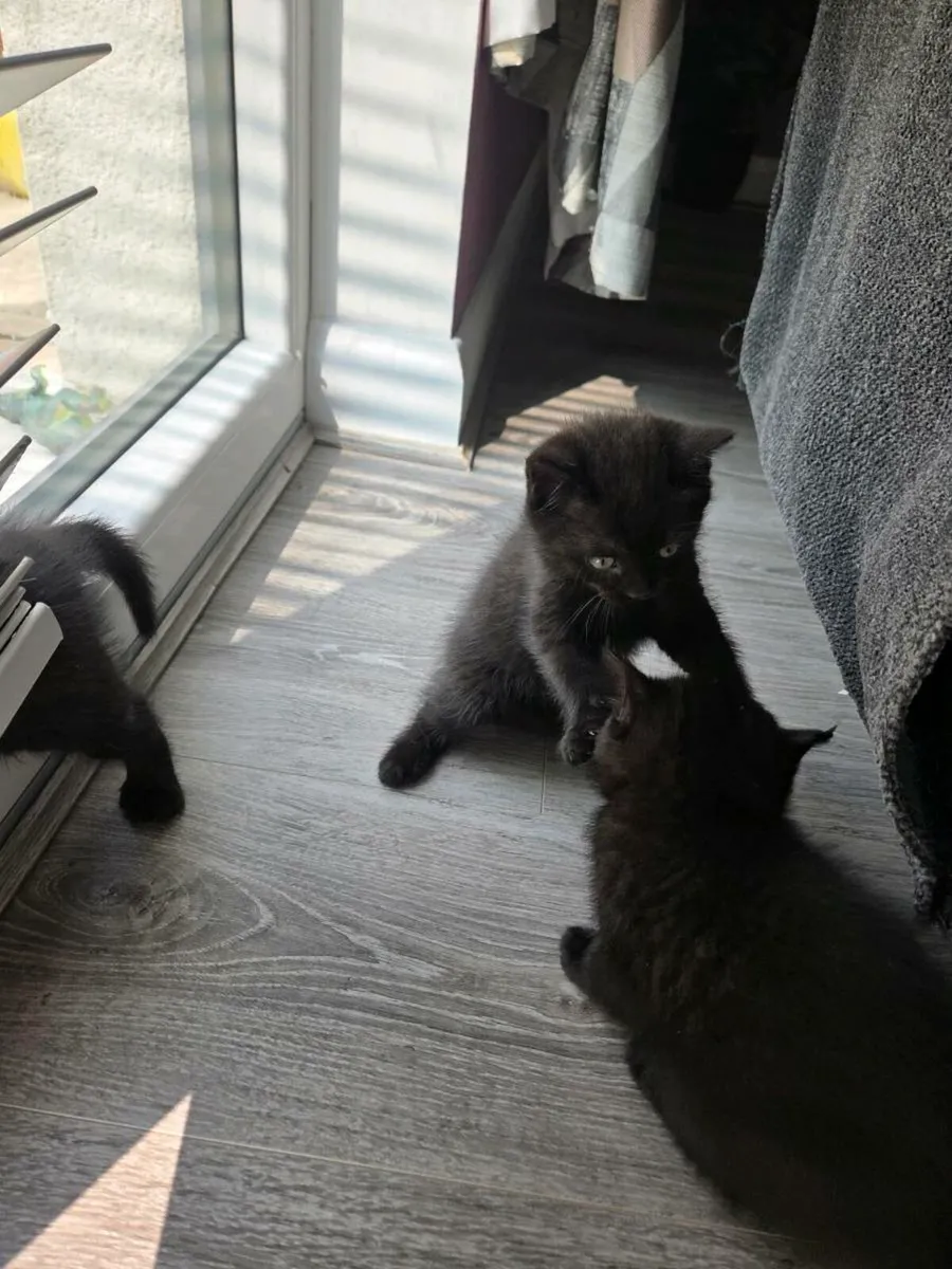British short hair mix kittens - Image 3