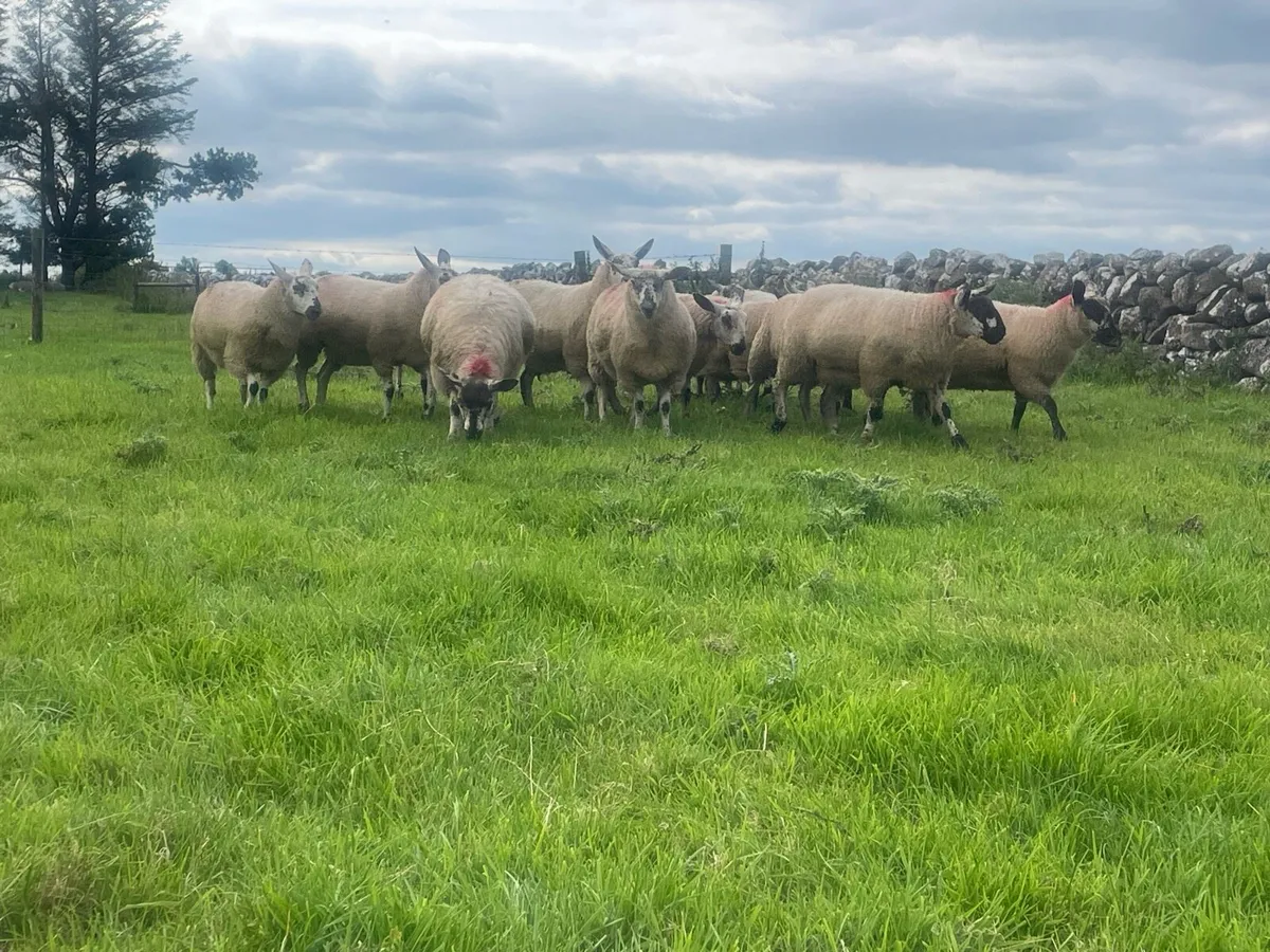Speckle Ewe Lambs for Sale - Image 3