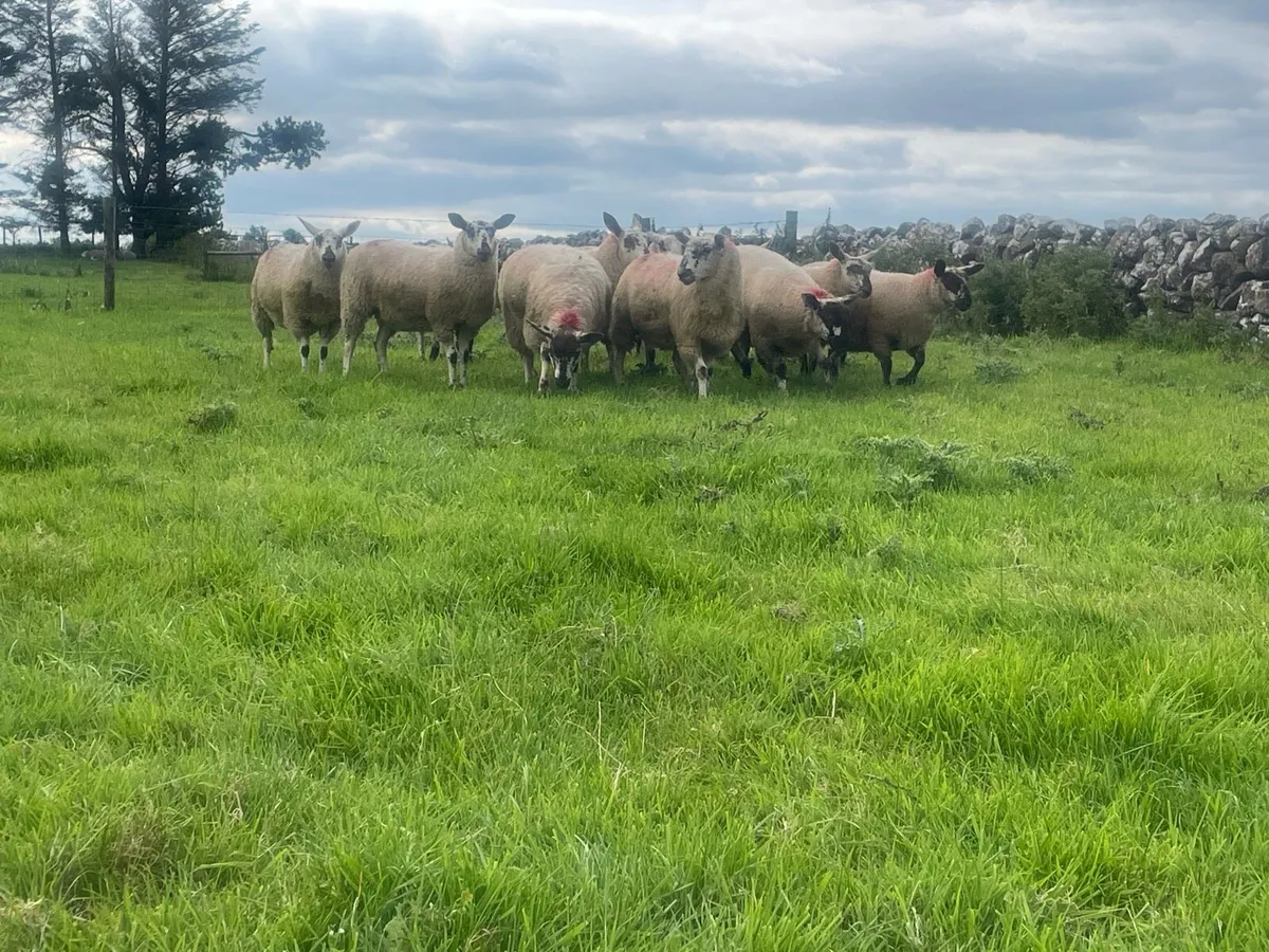Speckle Ewe Lambs for Sale - Image 1