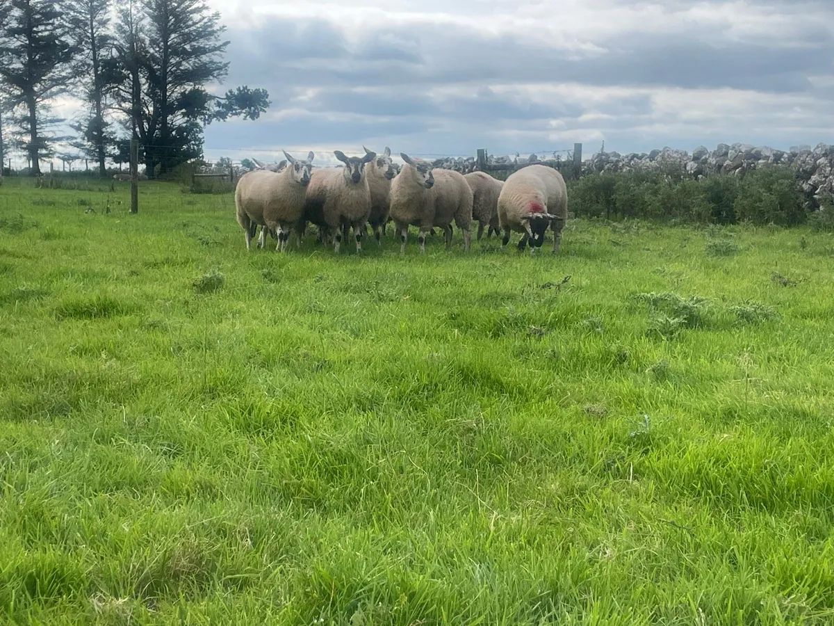 Speckle Ewe Lambs for Sale - Image 4