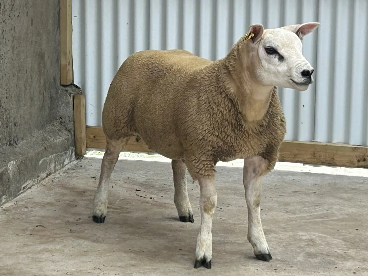 Texel Ram Pedigree - Image 1