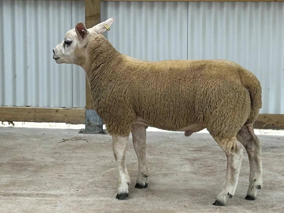 Texel Ram Pedigree - Image 2