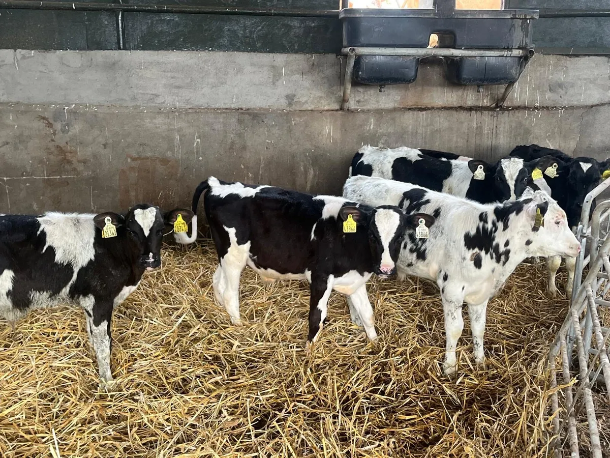 6 weaned British Frisian  bulls - Image 1
