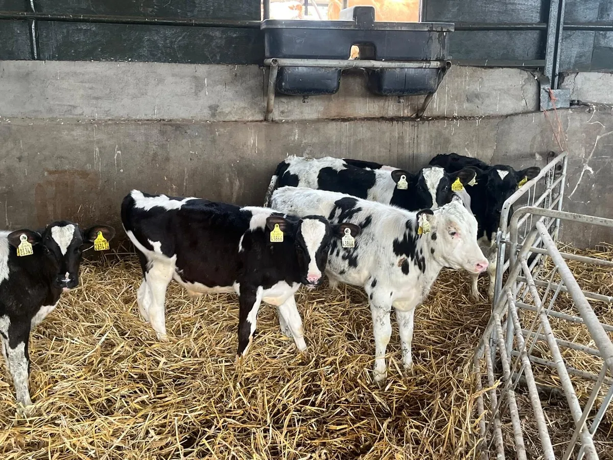 6 weaned British Frisian  bulls - Image 2