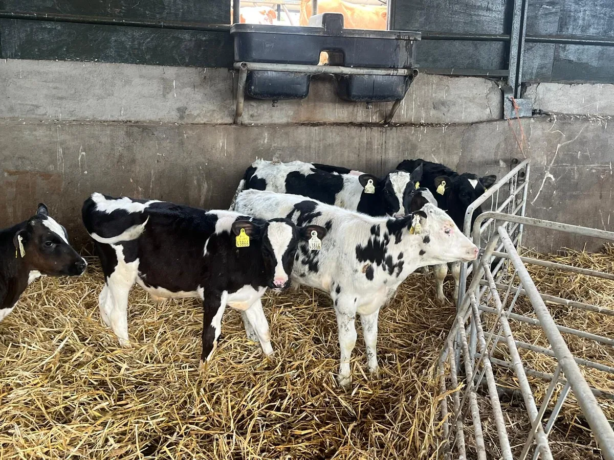 6 weaned British Frisian  bulls - Image 3