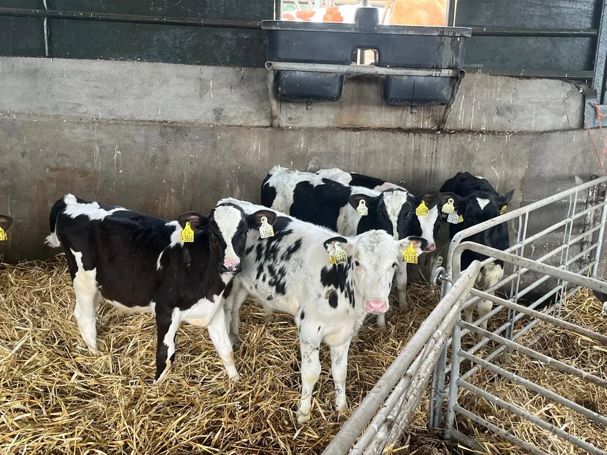 6 weaned British Frisian  bulls - Image 4