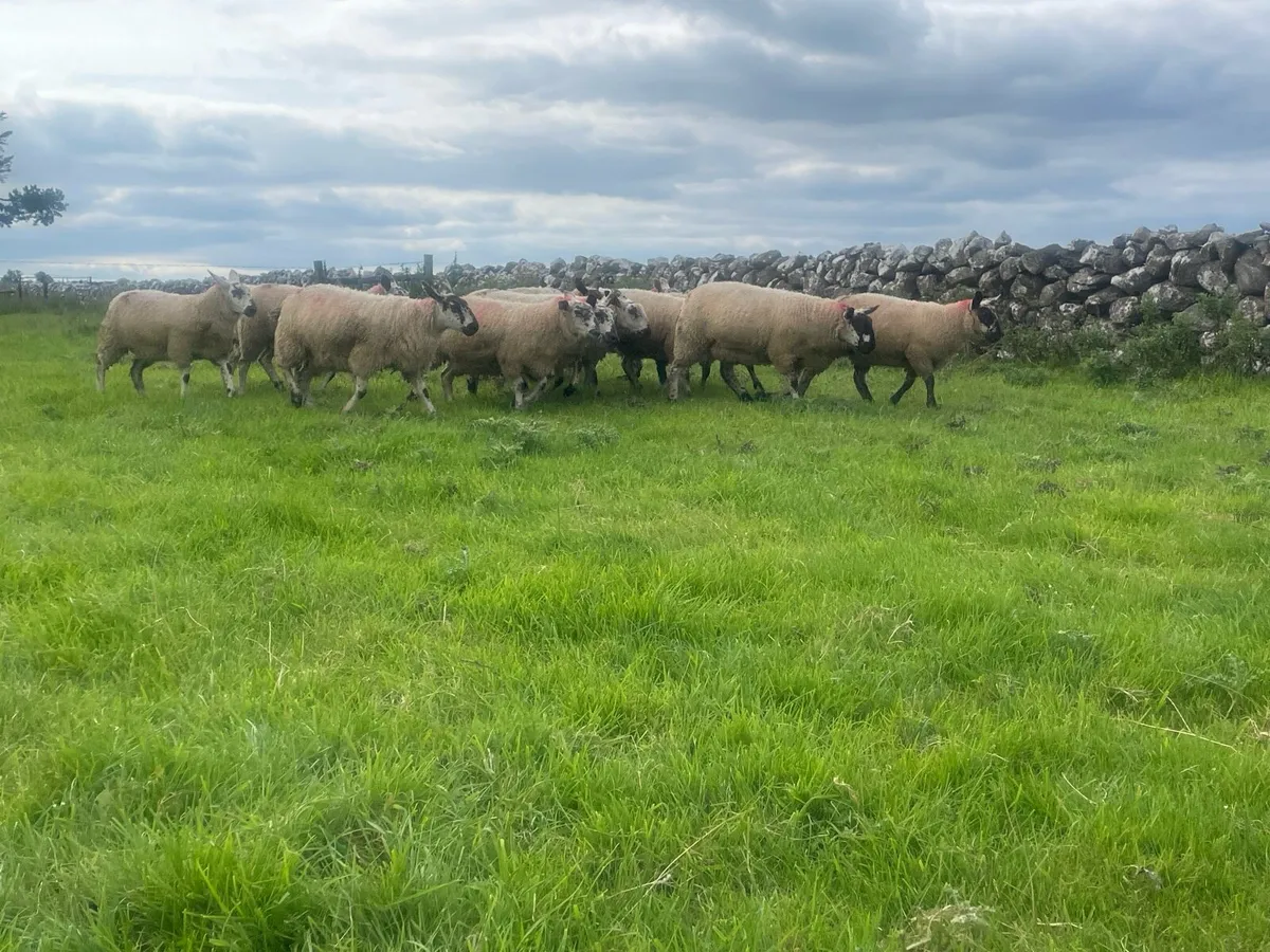 Speckle Ewe Lambs for Sale - Image 2