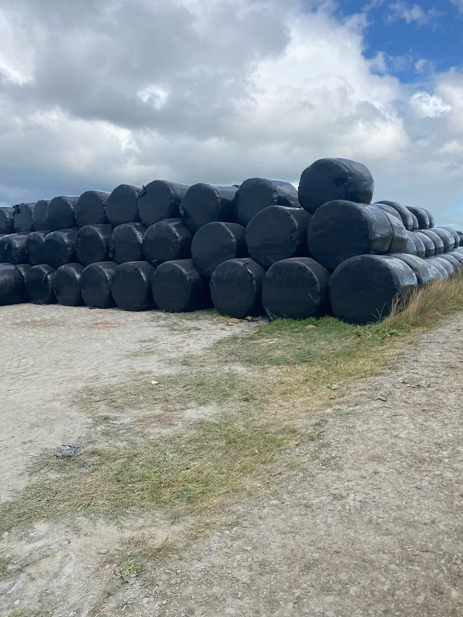Silage - Image 2
