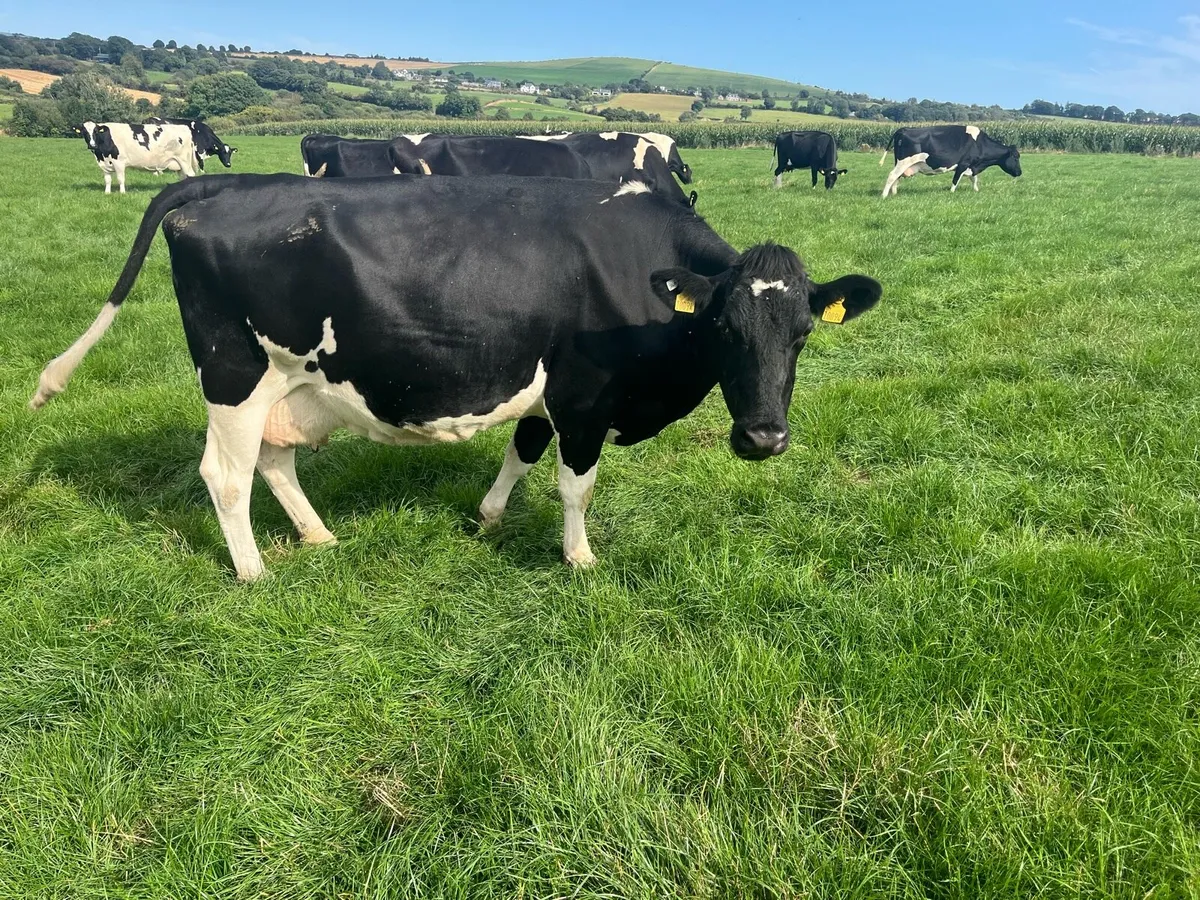 Incalf cows - Image 1