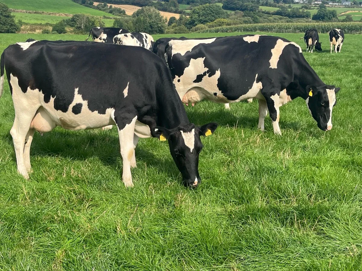 Incalf cows - Image 2