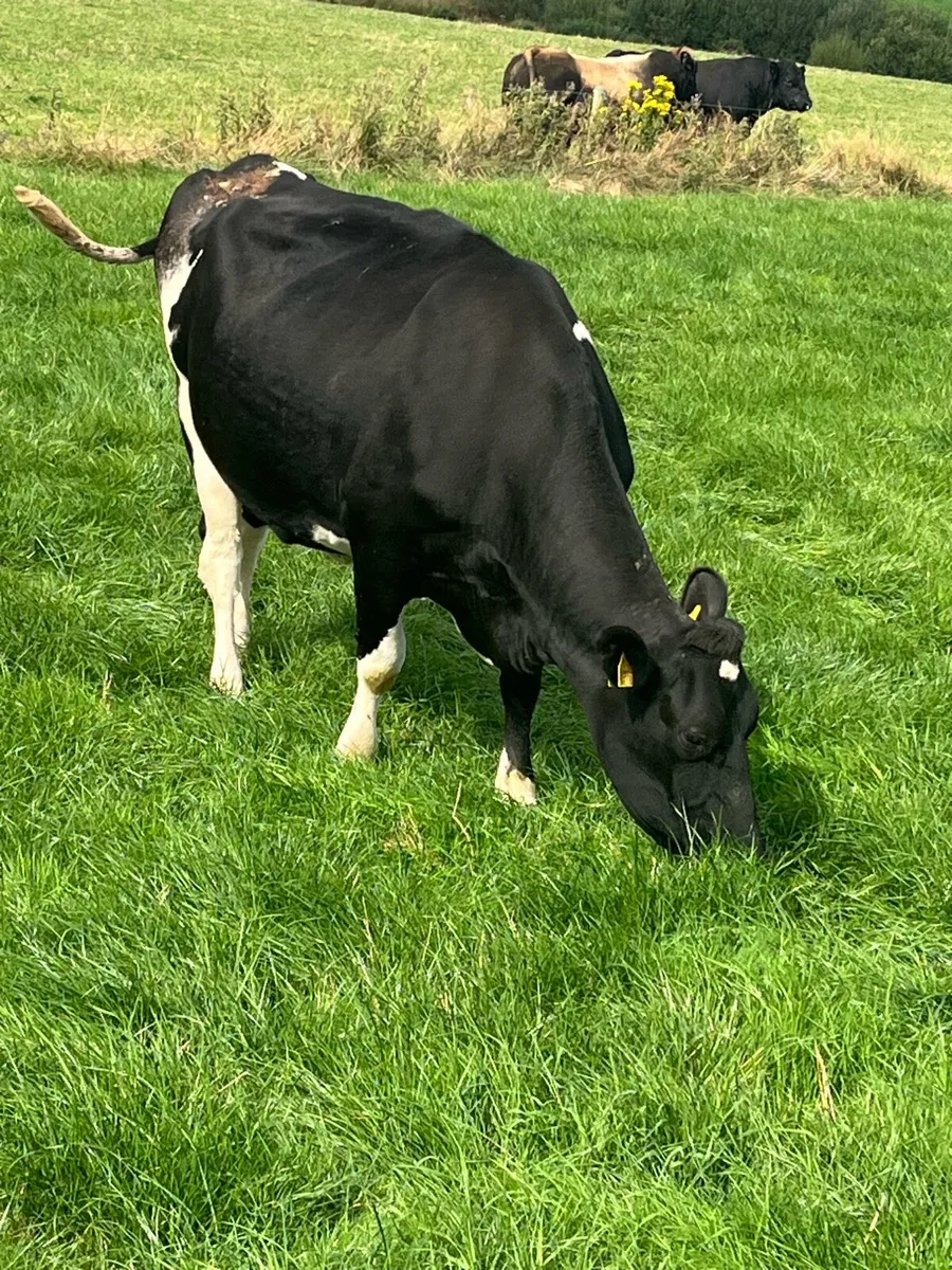 Incalf cows - Image 3