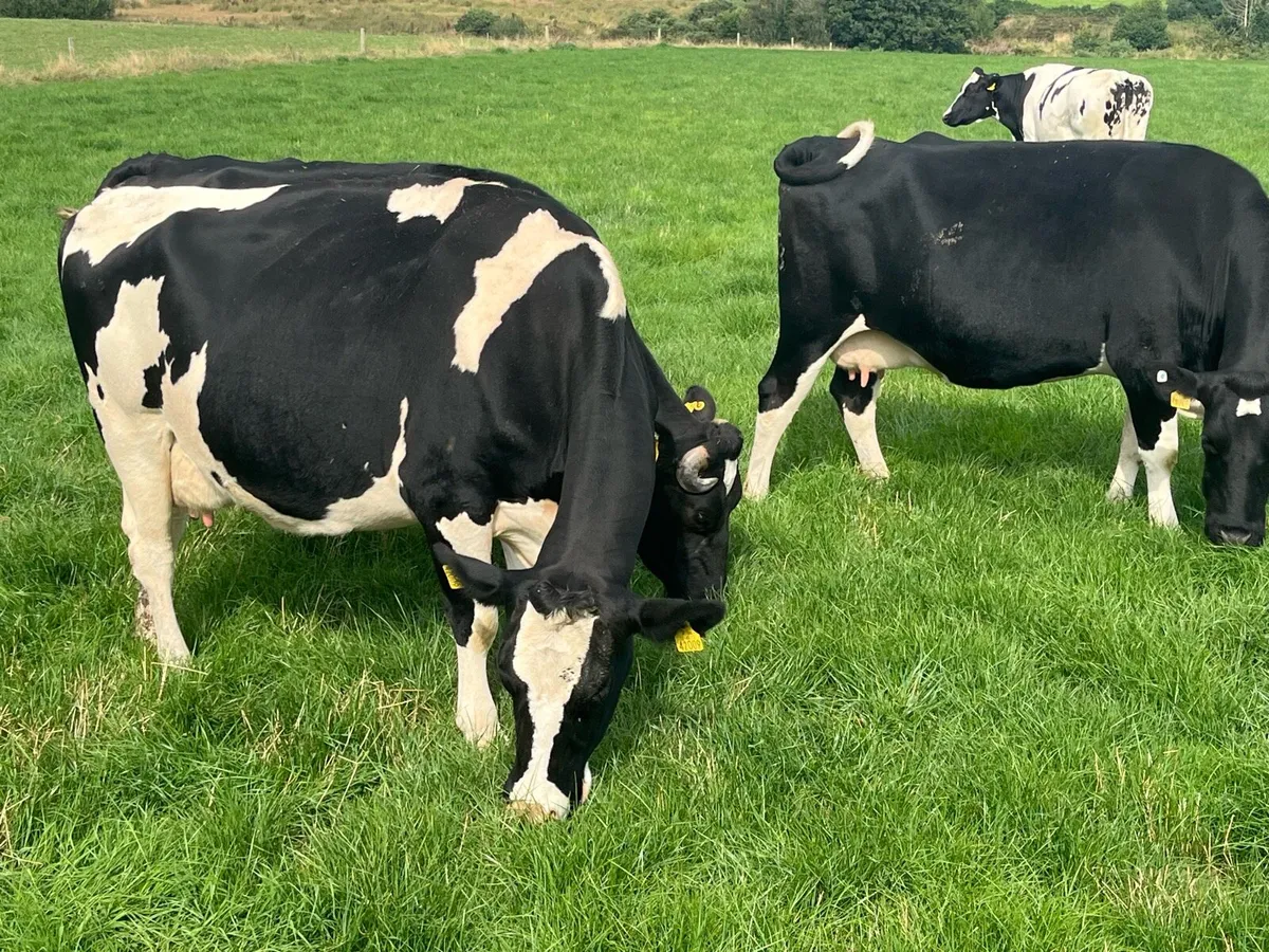 Incalf cows - Image 4