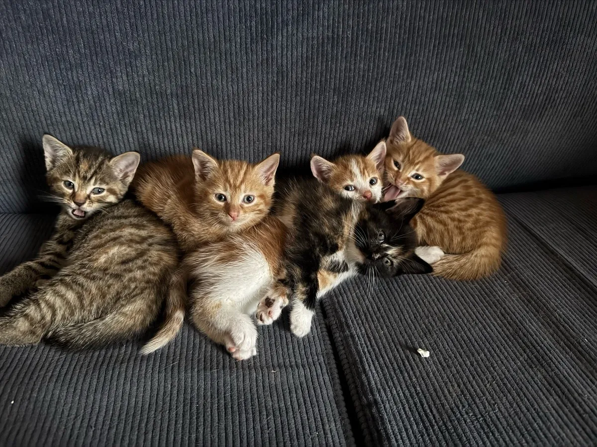 10week Old Kittens - Image 1