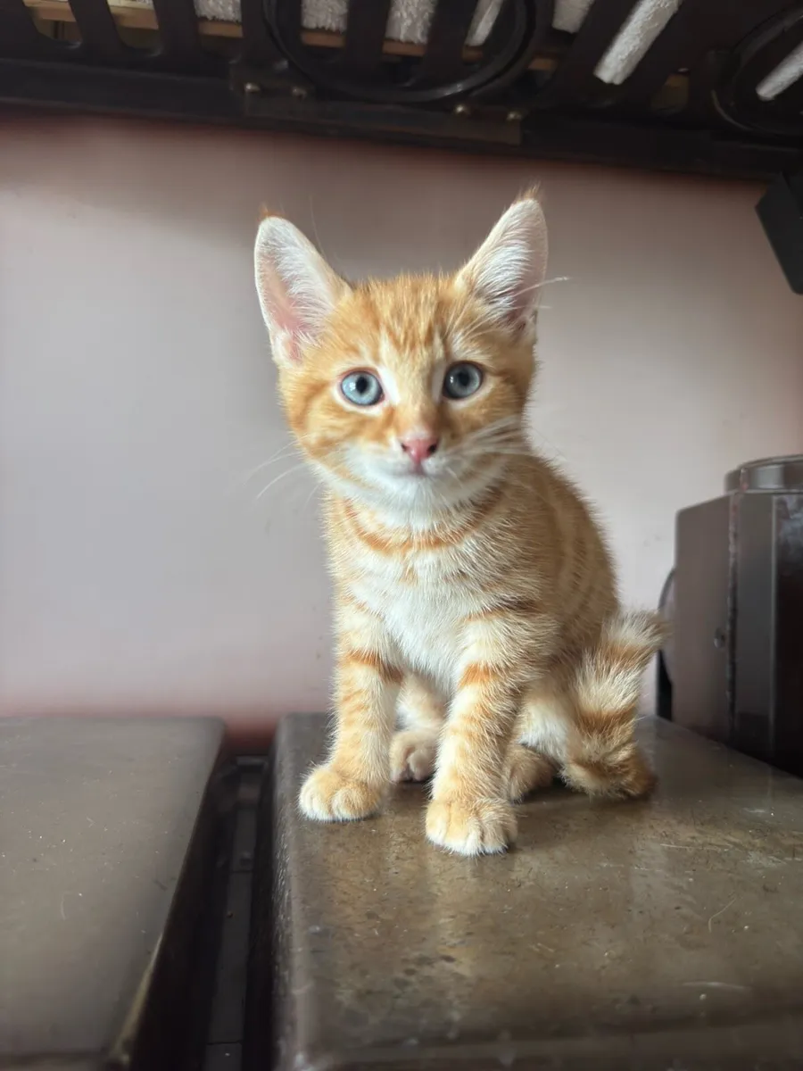 10week Old Kittens - Image 3