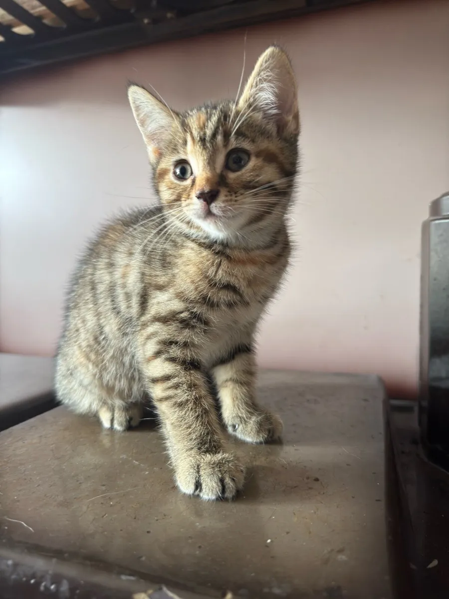 10week Old Kittens - Image 4