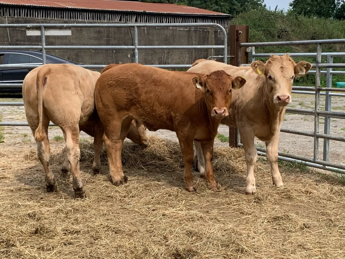4 u grade heifers - Image 2