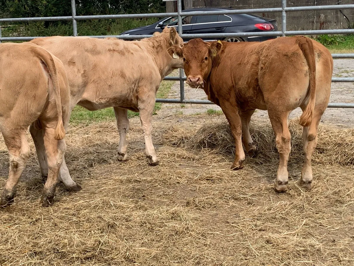4 u grade heifers - Image 3