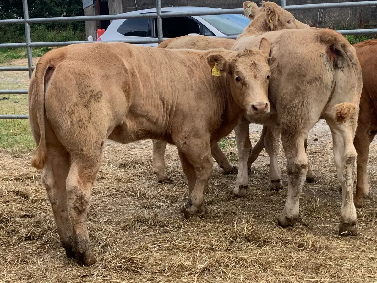 4 u grade heifers - Image 4