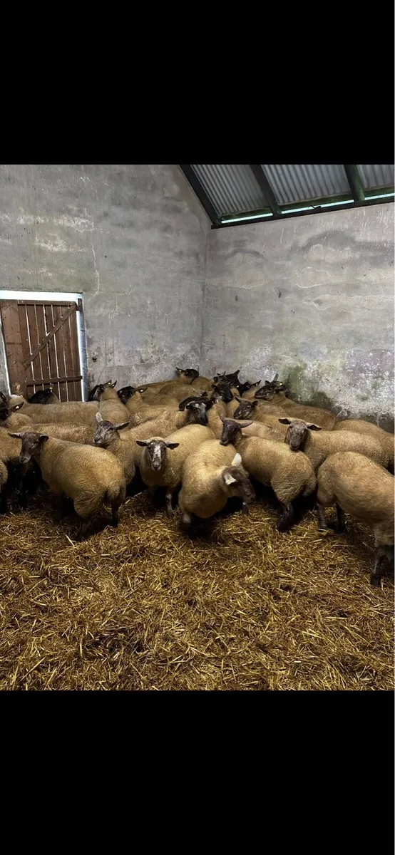 30 Hoggets for Roscommon Saturday 23rd - Image 1