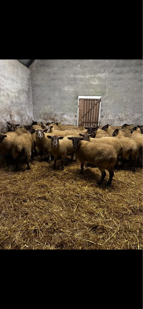 30 Hoggets for Roscommon Saturday 23rd - Image 2
