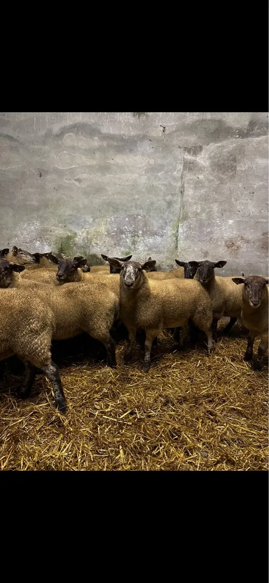 30 Hoggets for Roscommon Saturday 23rd - Image 3