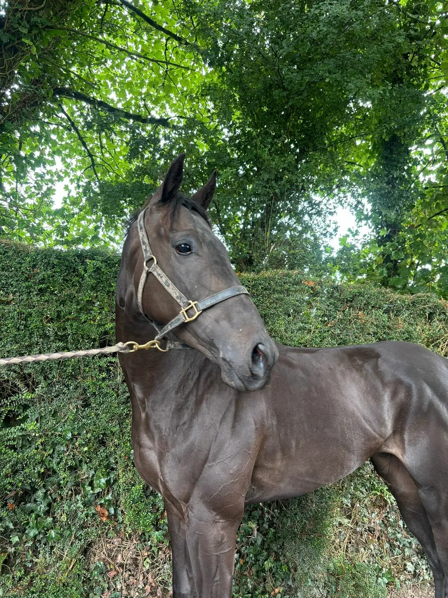 4year Thoroughbred - Image 1
