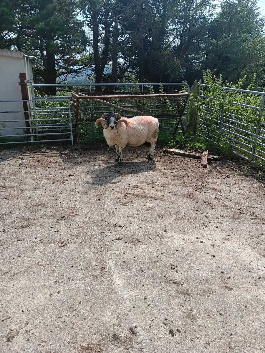 SIS Ram - Image 1