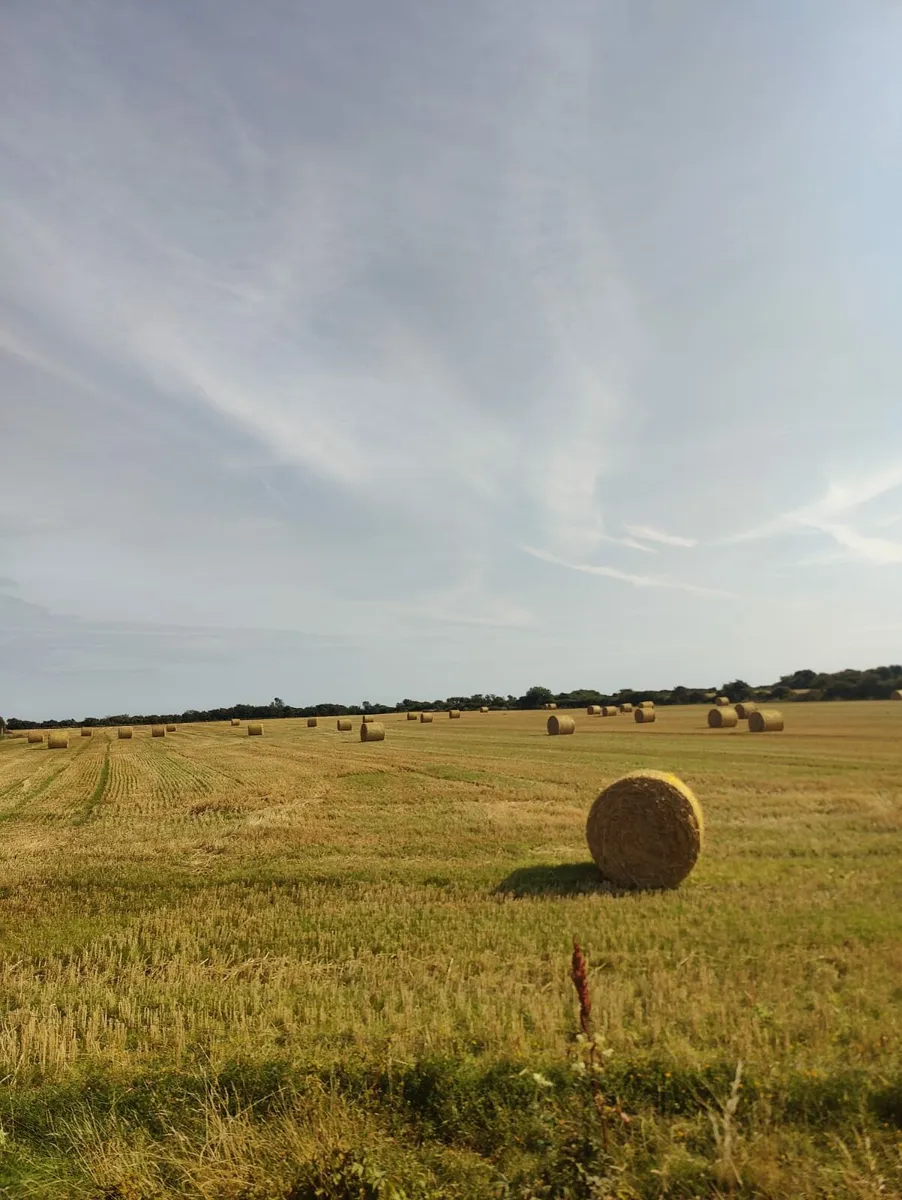 Barley straw