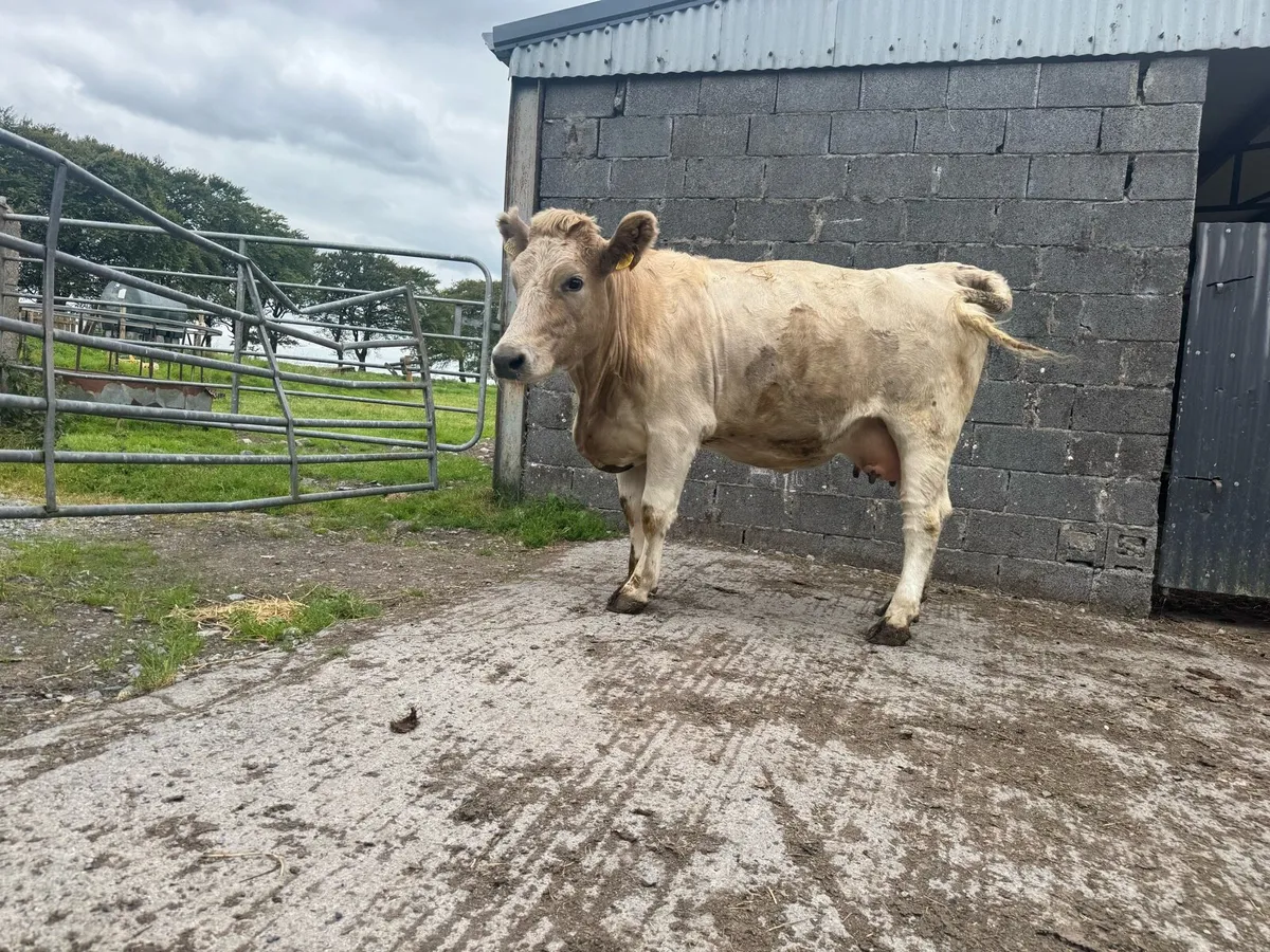 In calf heifer - Image 1