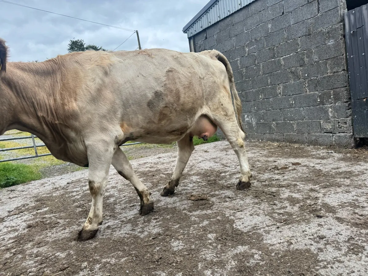 In calf heifer - Image 2