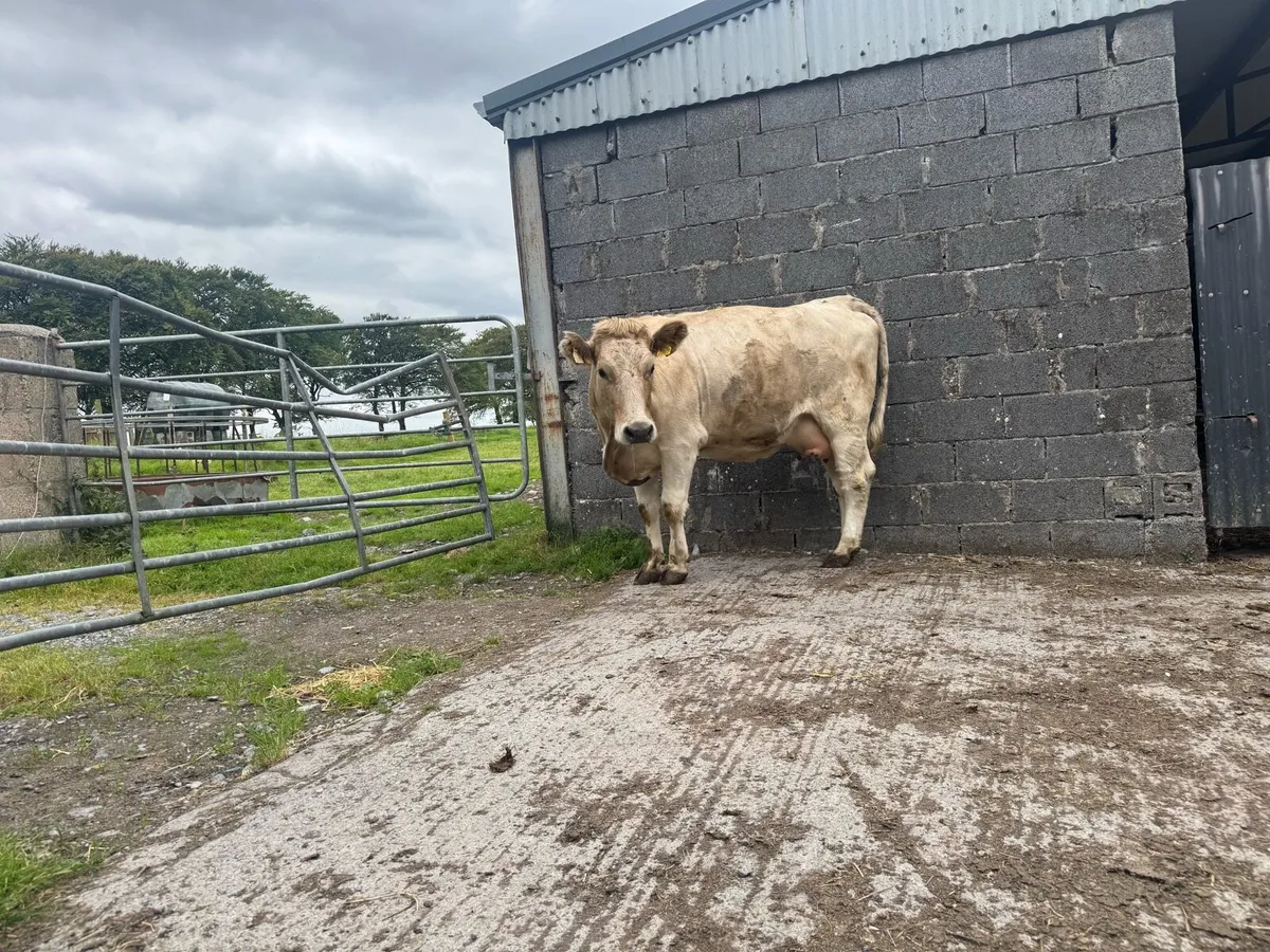 In calf heifer - Image 3
