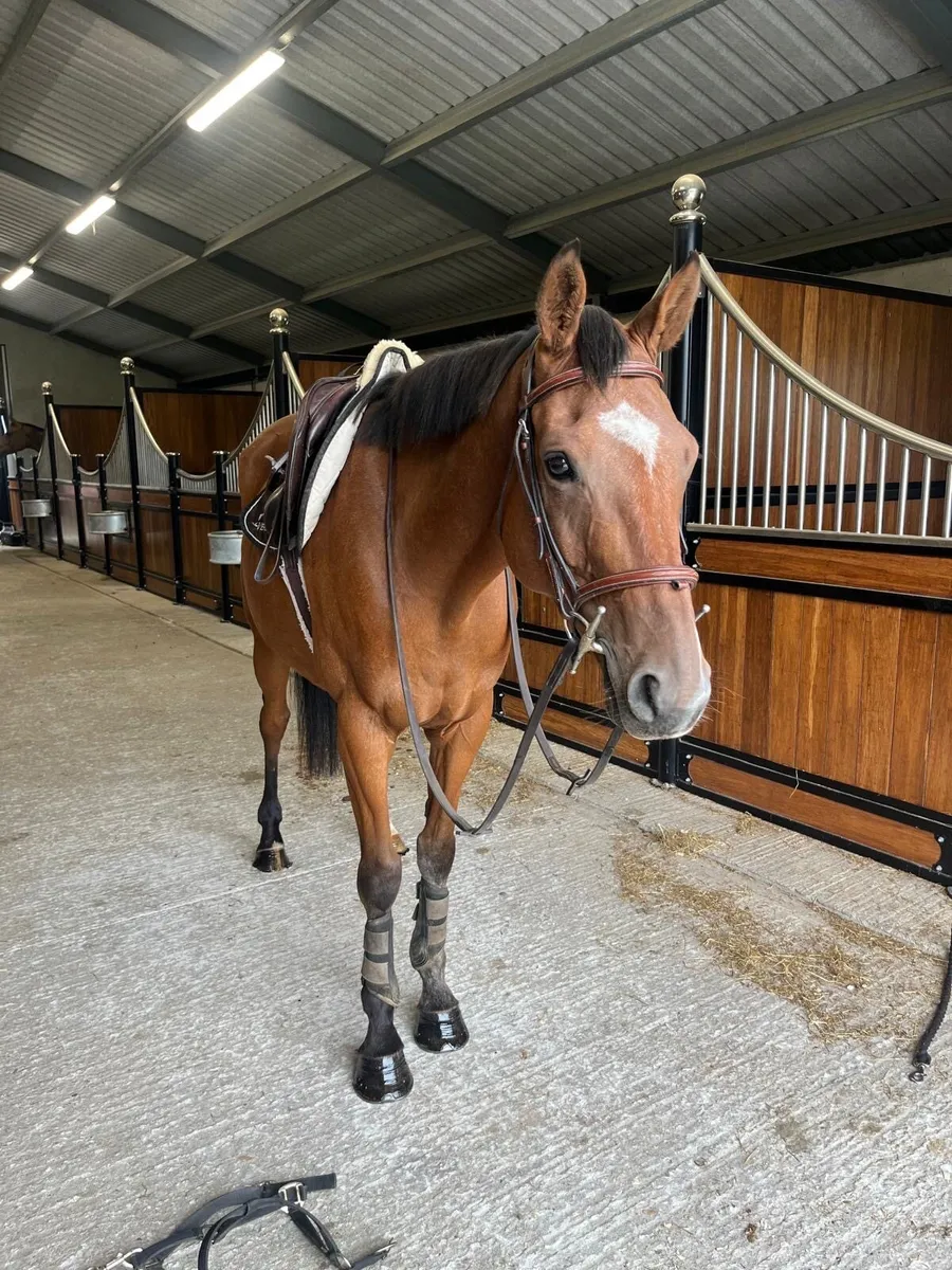 16h 7yo Gelding - Image 2