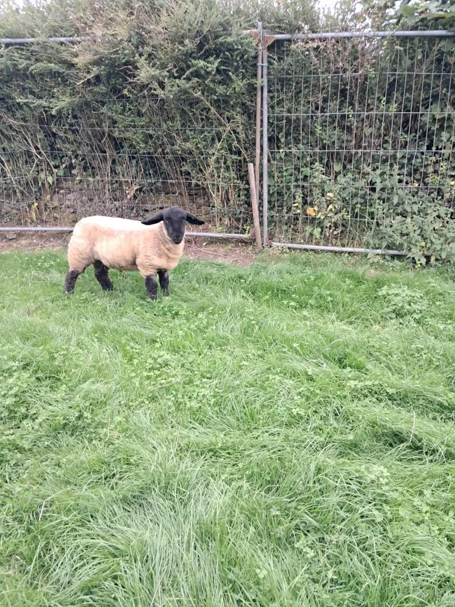 Pedigree Suffolk ram lamb - Image 2