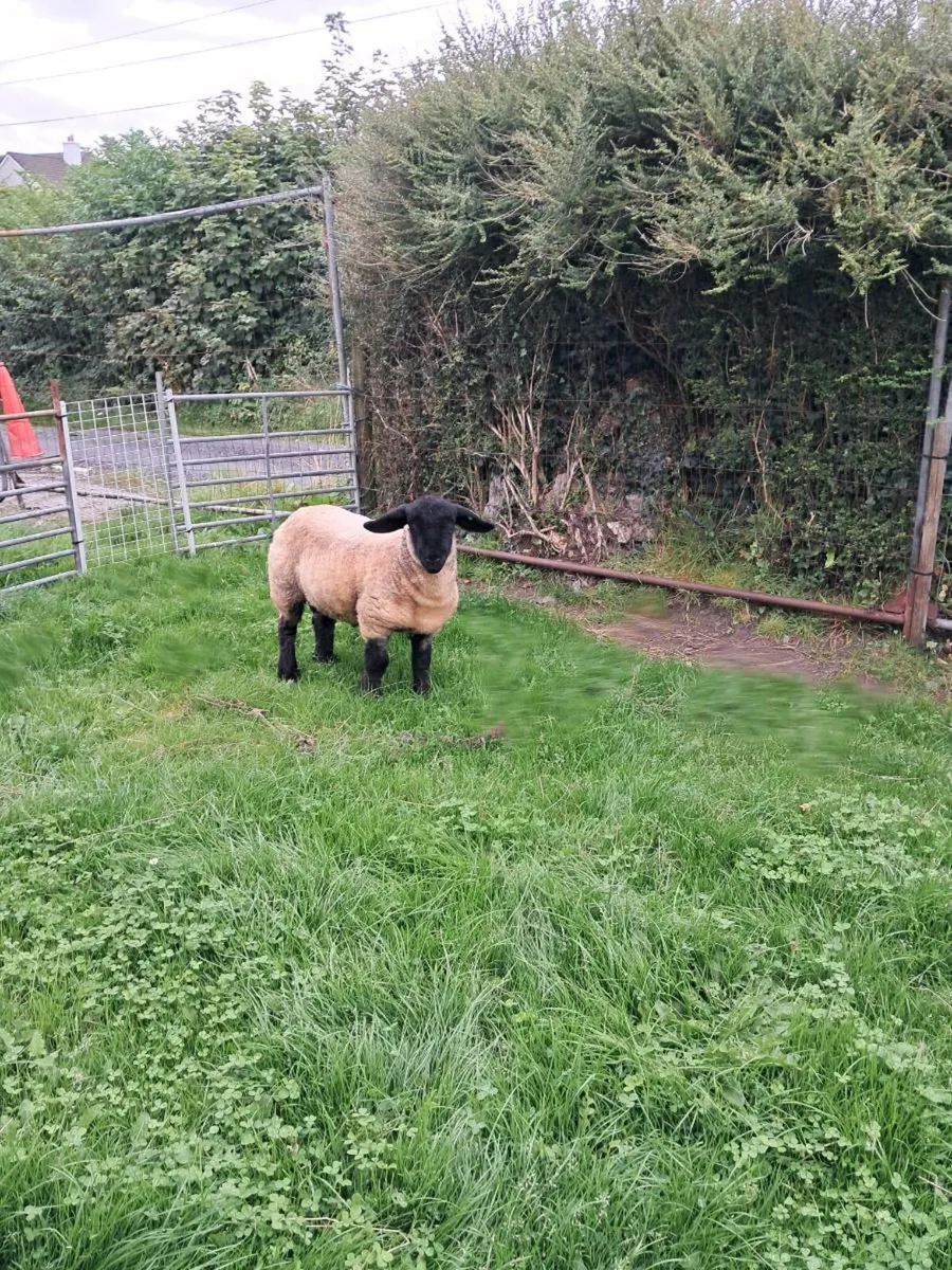 Pedigree Suffolk ram lamb - Image 3