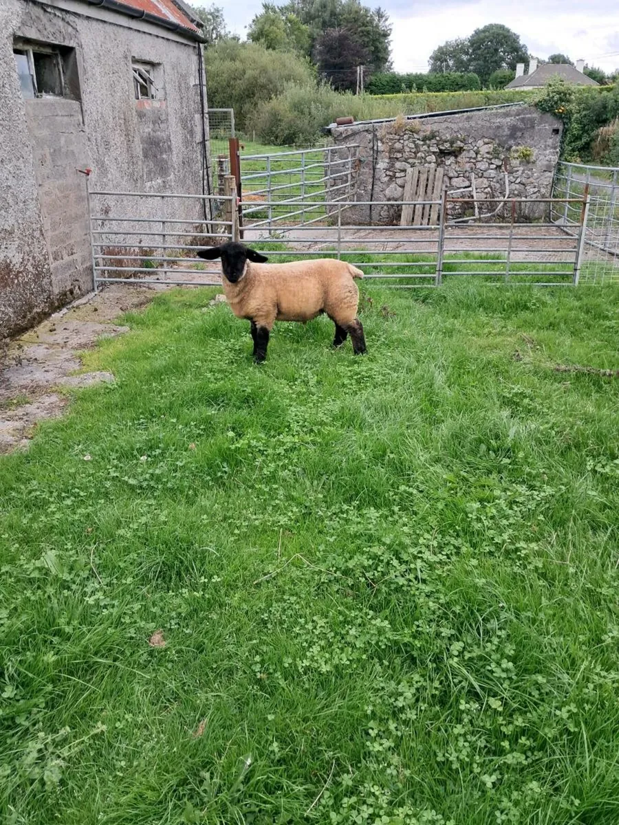 Pedigree Suffolk ram lamb - Image 4