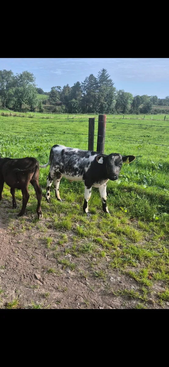 Calf - Image 1