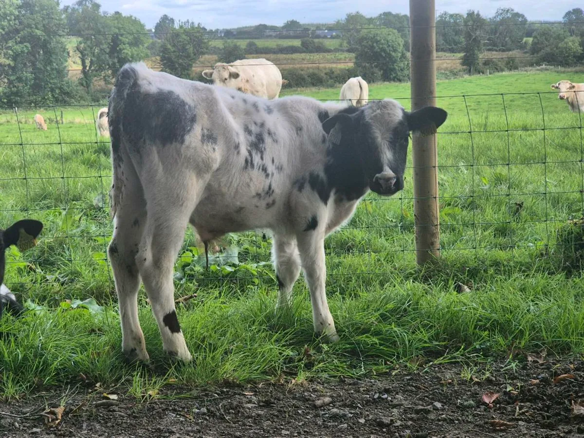 Calf - Image 3