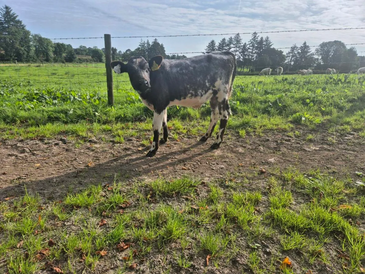 Calf - Image 4