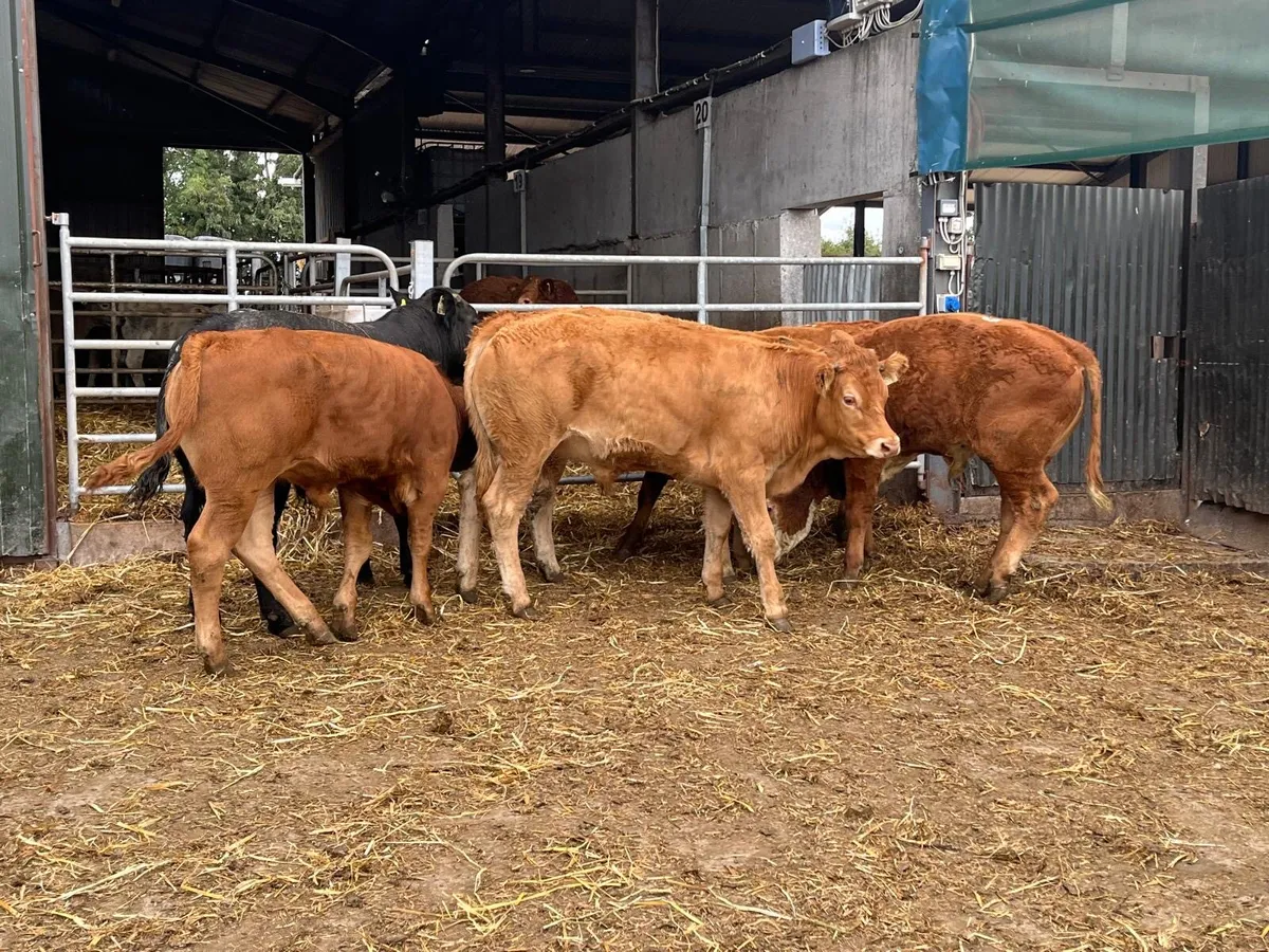 6 super  limousin  store bullocks - Image 1