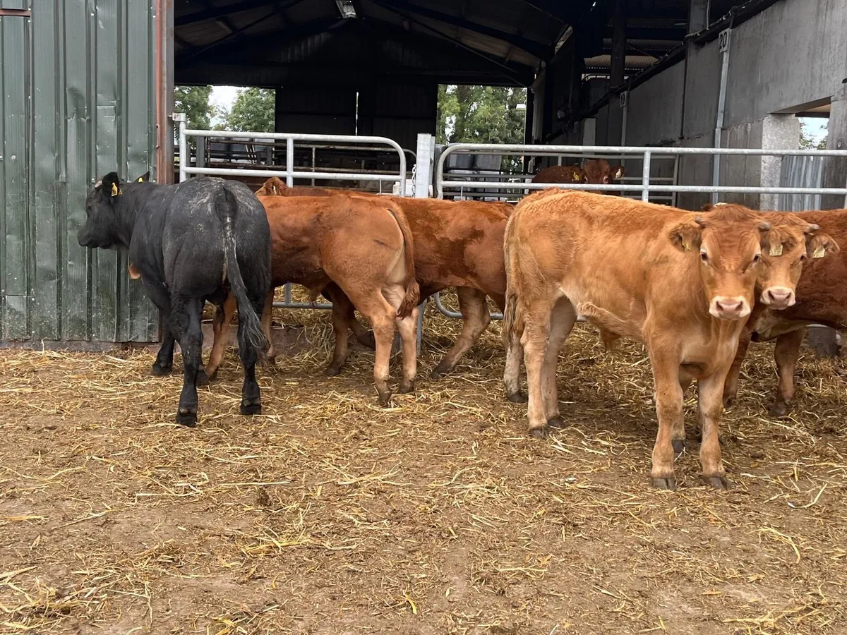 6 super  limousin  store bullocks - Image 2